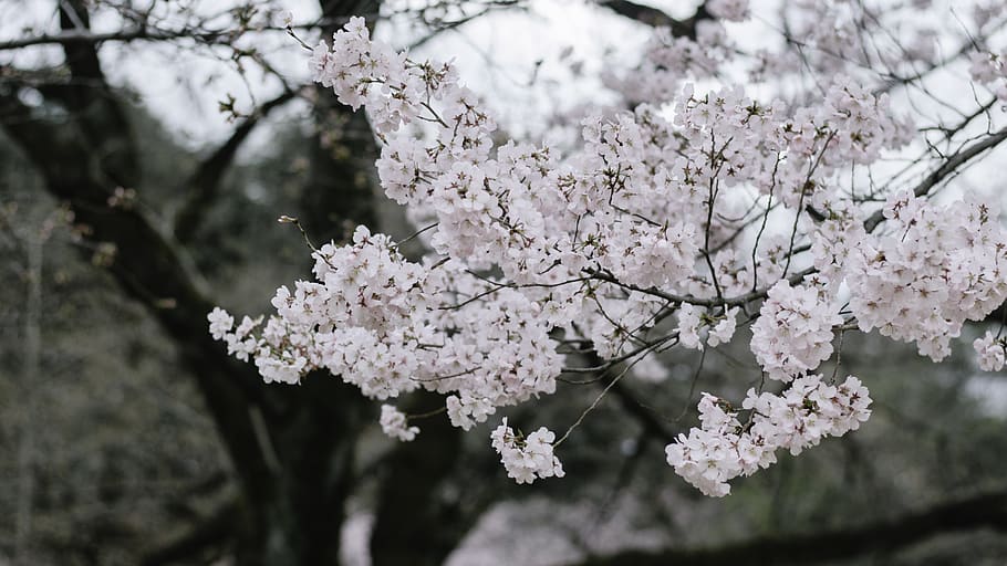 pink cherry blossom tree during daytime, plant, flower, geranium HD wallpaper