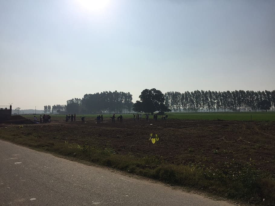 morning mist, workers, trees, sky, plant, land, landscape, field HD wallpaper