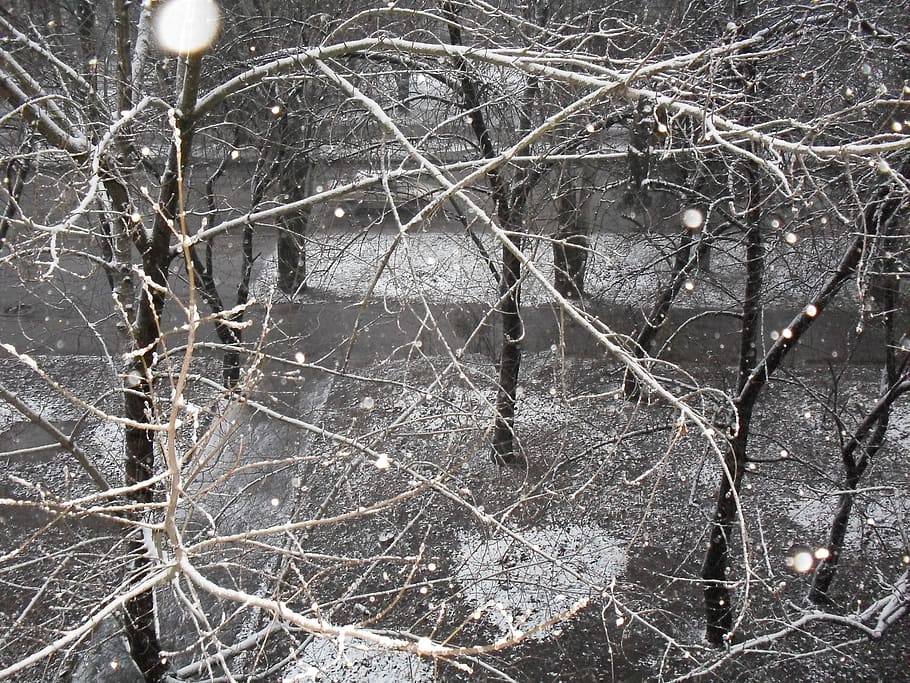 rain, drop, street, trees, park, winter, snow, no people, cold temperature HD wallpaper