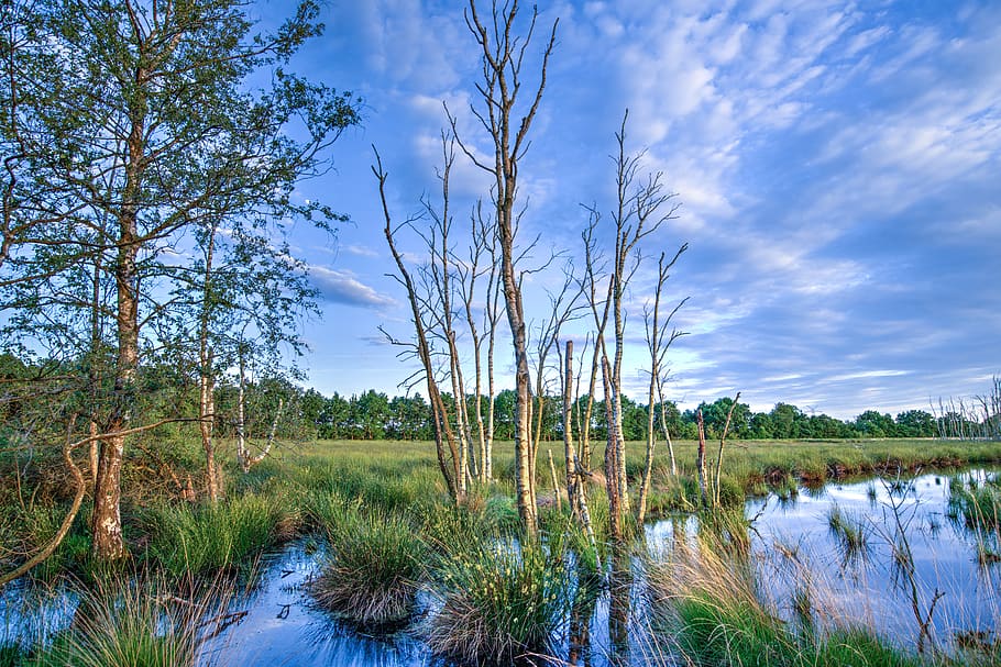 Landscape Photography of Dried Trees Surrounded With Green Grasses Under White Clouds HD wallpaper
