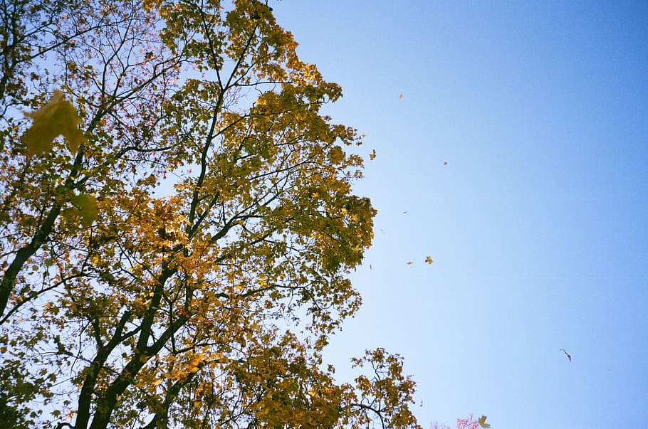 Low Angle Photography of Green Leaf Trees Under White and Blue Sky at Daytime HD wallpaper