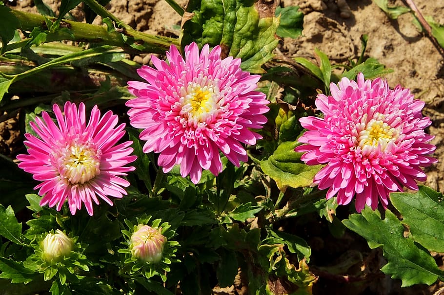 asters, pink, autumn, bloom, flowers, flowering plant, freshness HD wallpaper