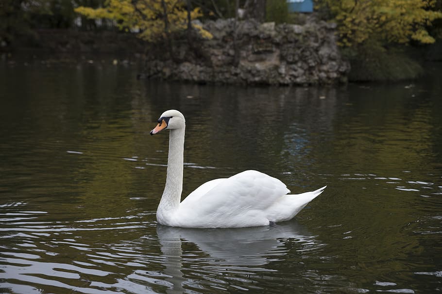 swan, white, beauty, ave, fauna, plumage, elegant, beautiful HD wallpaper