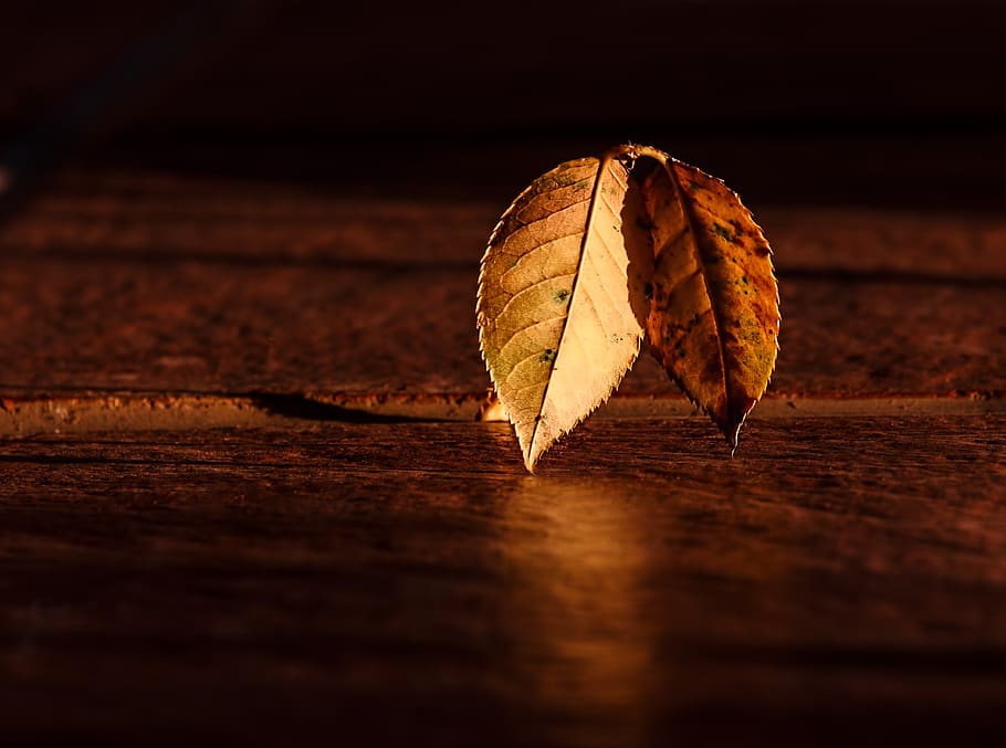 Brown Leaves on Brown Wooden Surface, macro, pattern, leaf, plant part HD wallpaper