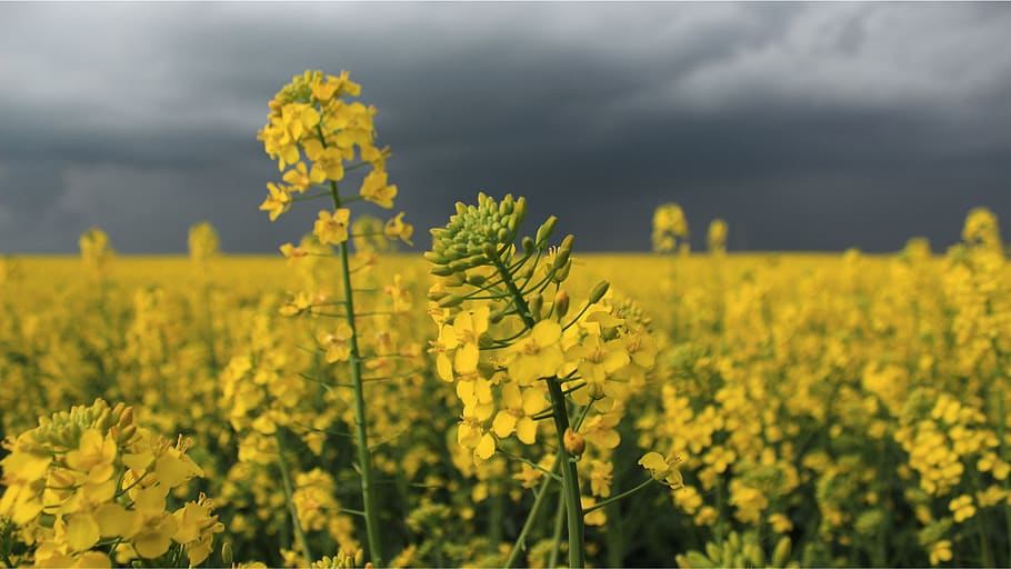 turkey, tekirdağ, yellow, flower, agriculture, beauty in nature HD wallpaper