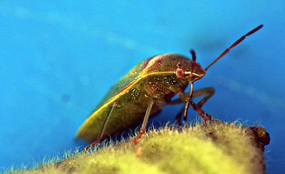 green bug, insect, arthropod, leaf-eater, camouflage, animal themes HD wallpaper