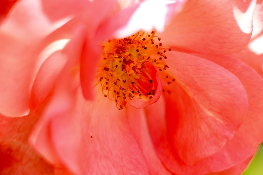 flower, flowering plant, beauty in nature, petal, fragility HD wallpaper