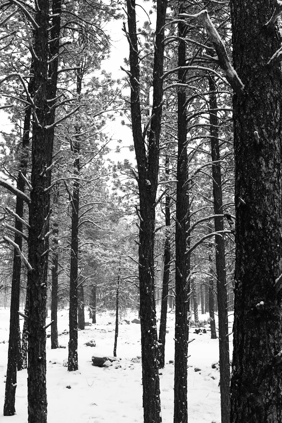 trees, winter, snow, nature, forest, plant, trunk, tree trunk HD wallpaper