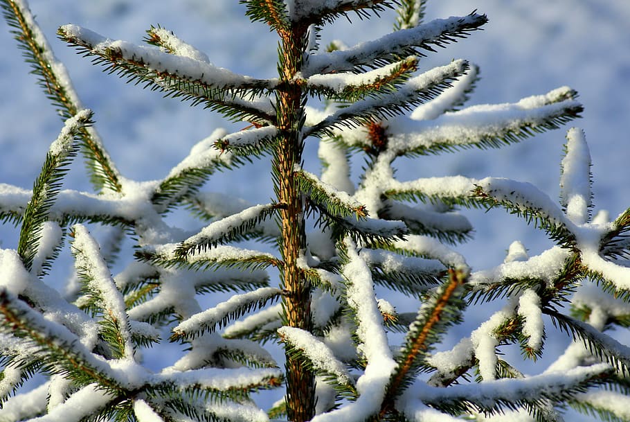 winter, christmas tree, iglak, snow, january, cold, twigs, nature HD wallpaper