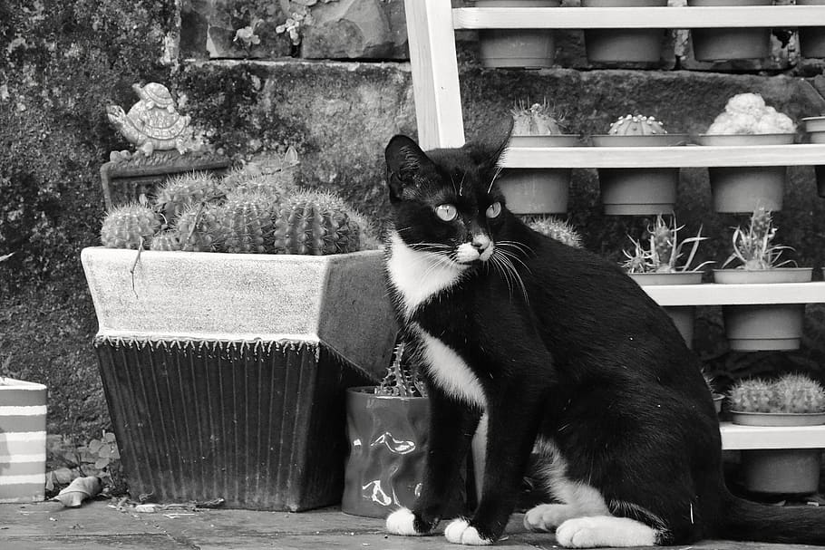 cat, potted plants, landscape, pet, static, black and white photograph HD wallpaper