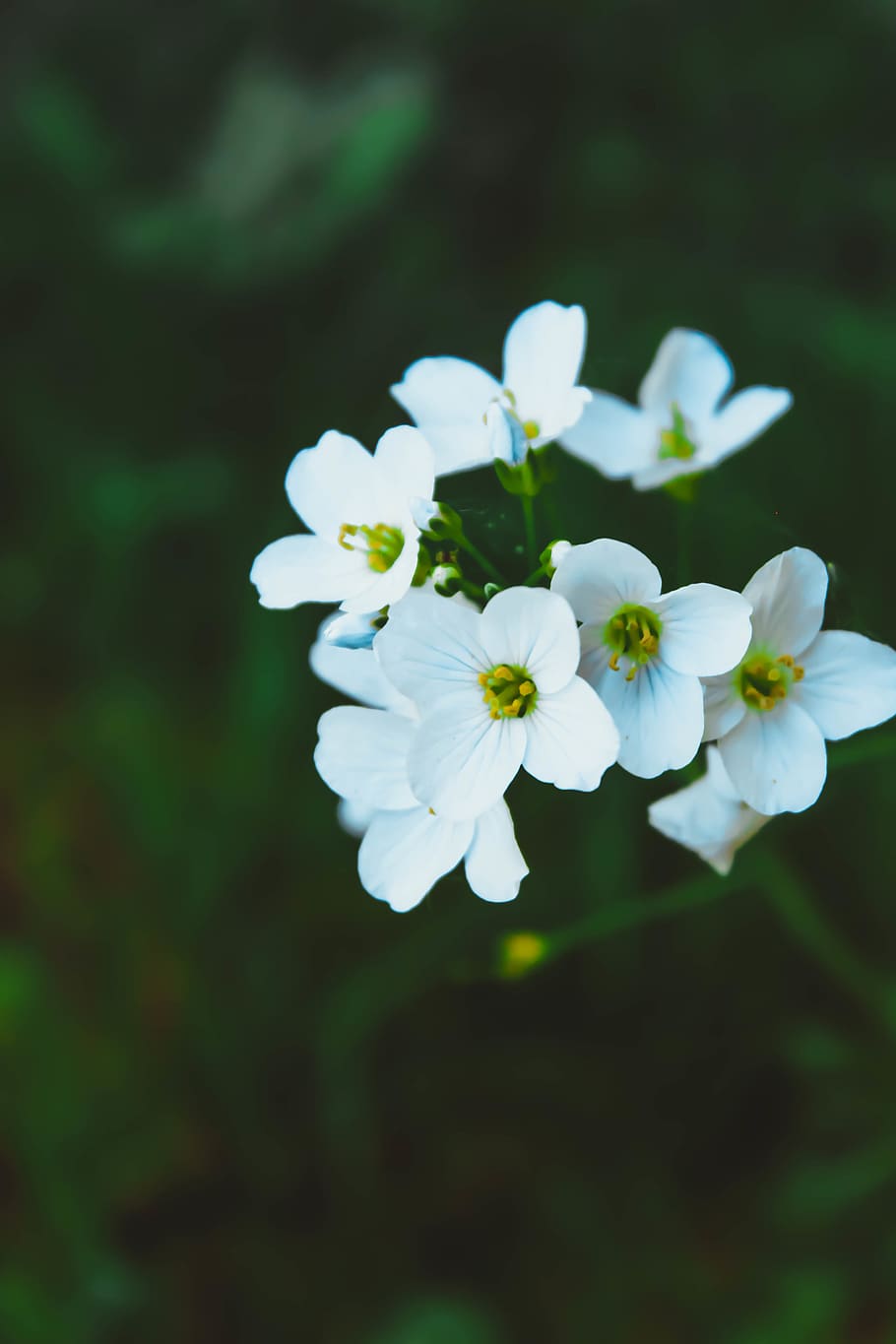 macro, flowers, nature, green, flowering plant, fragility, vulnerability HD wallpaper