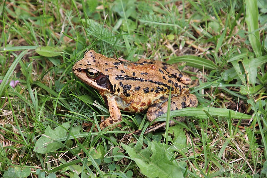 nature, amphibians, common frog, animal, animal themes, one animal HD wallpaper