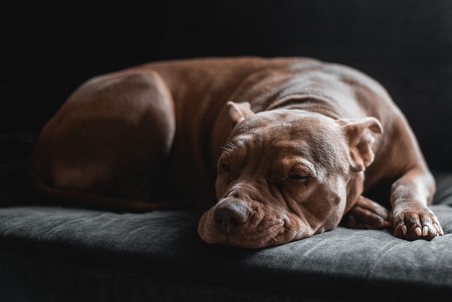 medium size short coated brown dog, mammal, canine, pet, animal HD wallpaper