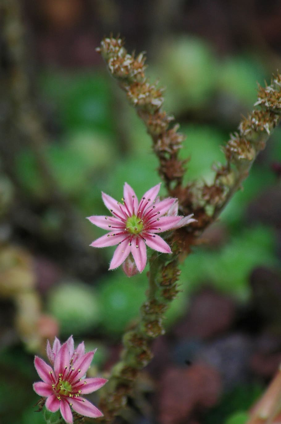 flowers, garden, yard, pink, flowering plant, freshness, fragility HD wallpaper
