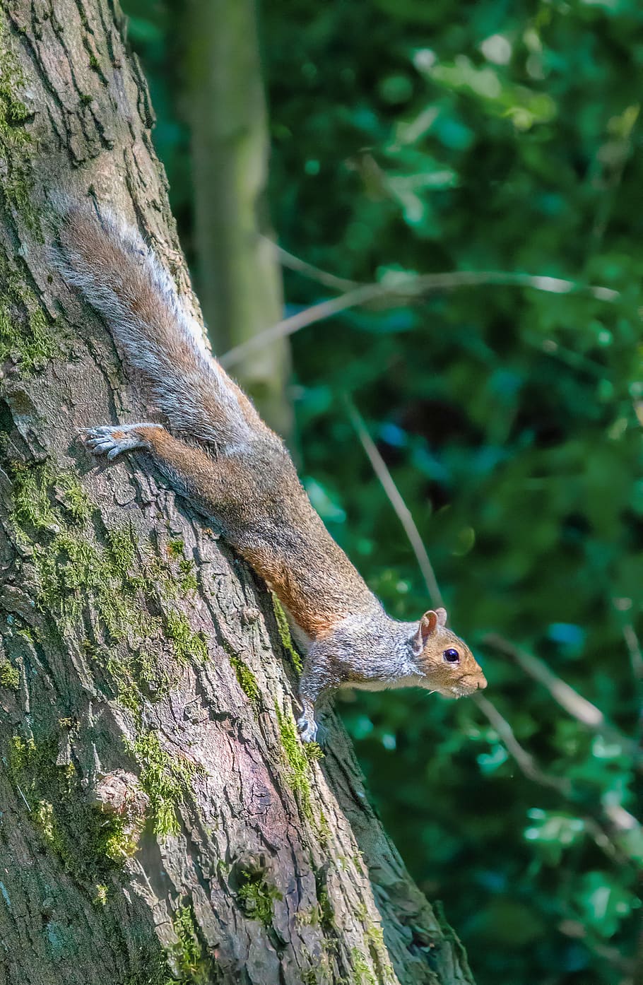 grey squirrel, tree, rodent, animal, cute, fur, tail, mammal HD wallpaper