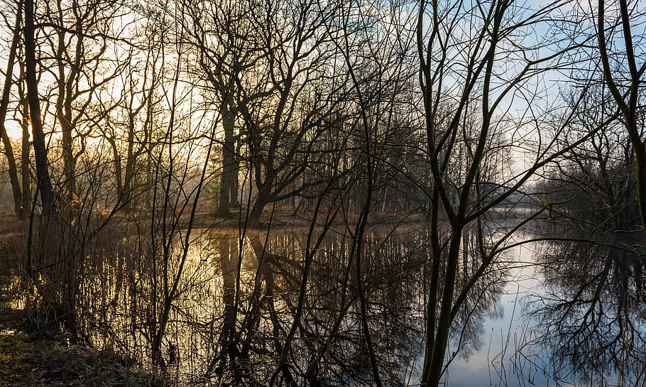 wintry, lake, lighting, mirroring, sun, trees, aesthetic, branches HD wallpaper