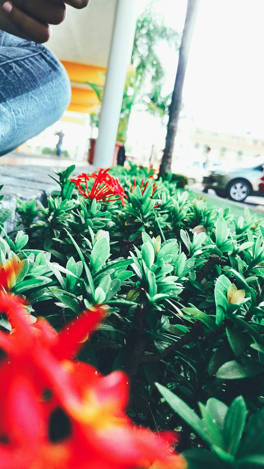 nature, red, rojo, verde, gren, jenas, city, plant, green color HD wallpaper