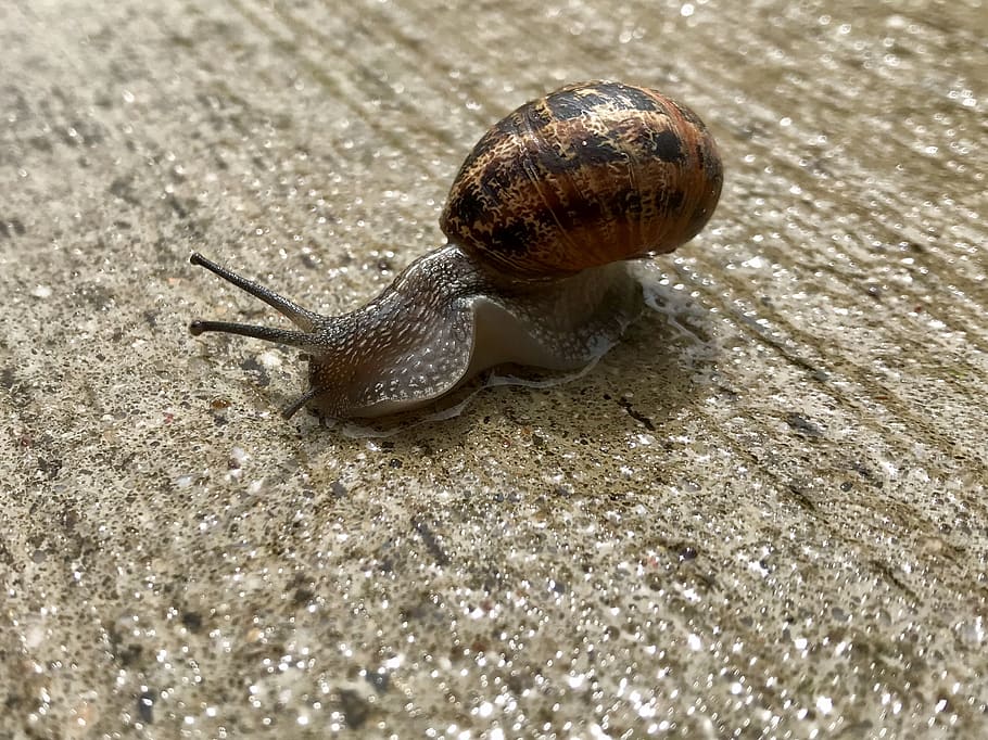 snail, animal, gastropod, invertebrate, animal themes, animal wildlife HD wallpaper