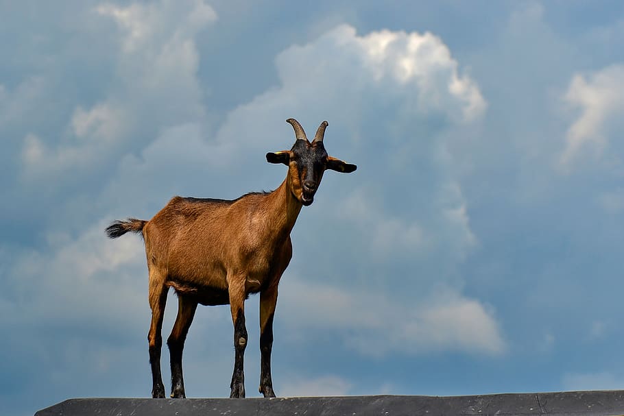 goat, nature, horns, domestic goat, livestock, cattle, mammal, HD wallpaper