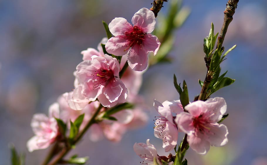 flowers, pink, casey, tree, spring, supplies, blooming, nice HD wallpaper