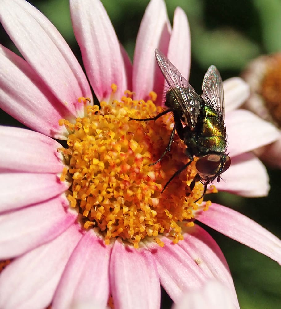 fly, insect, flower, daisy, garden, nature, flowering plant HD wallpaper
