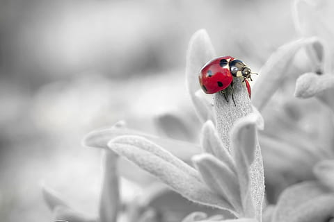7 Spotted Ladybug on Leaf in Selective Color Photography, beetle HD wallpaper