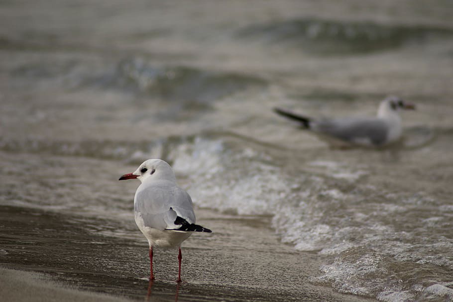 italy, soverato, animal themes, animal wildlife, animals in the wild HD wallpaper