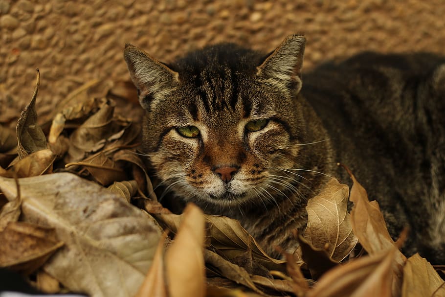 cat, close up, green eyes, animal themes, one animal, feline HD wallpaper