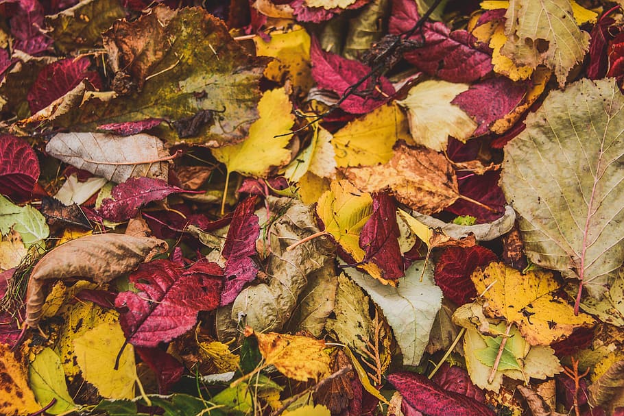 leaf, fall, color, garden, season, autumn, change, plant part HD wallpaper