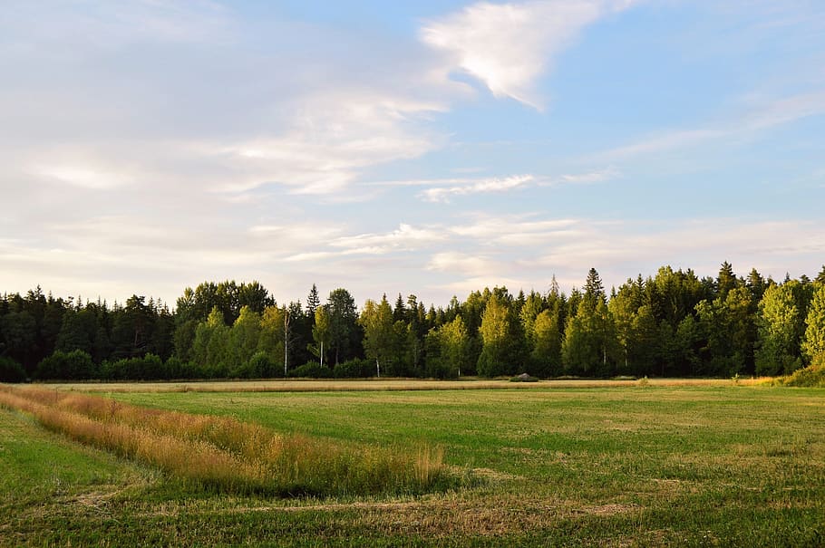 sweden, bed, summer, green, nature, grass, landscapes, tree HD wallpaper