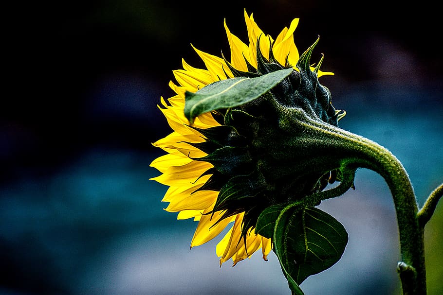 sunflower, spring, nature, beauty, summer, romantic, petal HD wallpaper