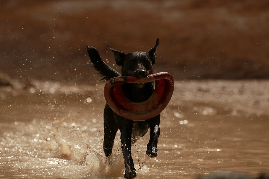 frisbee, fetch, pet, pets, action, bokeh, dog, dogs, canine HD wallpaper