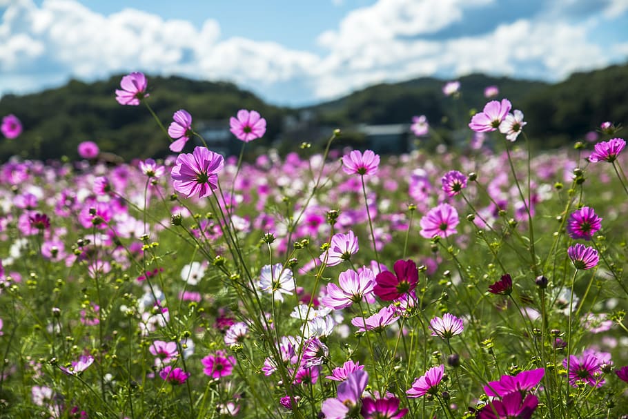 cosmos, sky, cloud, nature, flowering plant, growth, fragility HD wallpaper