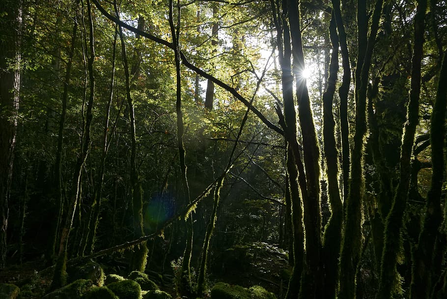 sunlight rising over trees in forest, plant, land, beauty in nature HD wallpaper