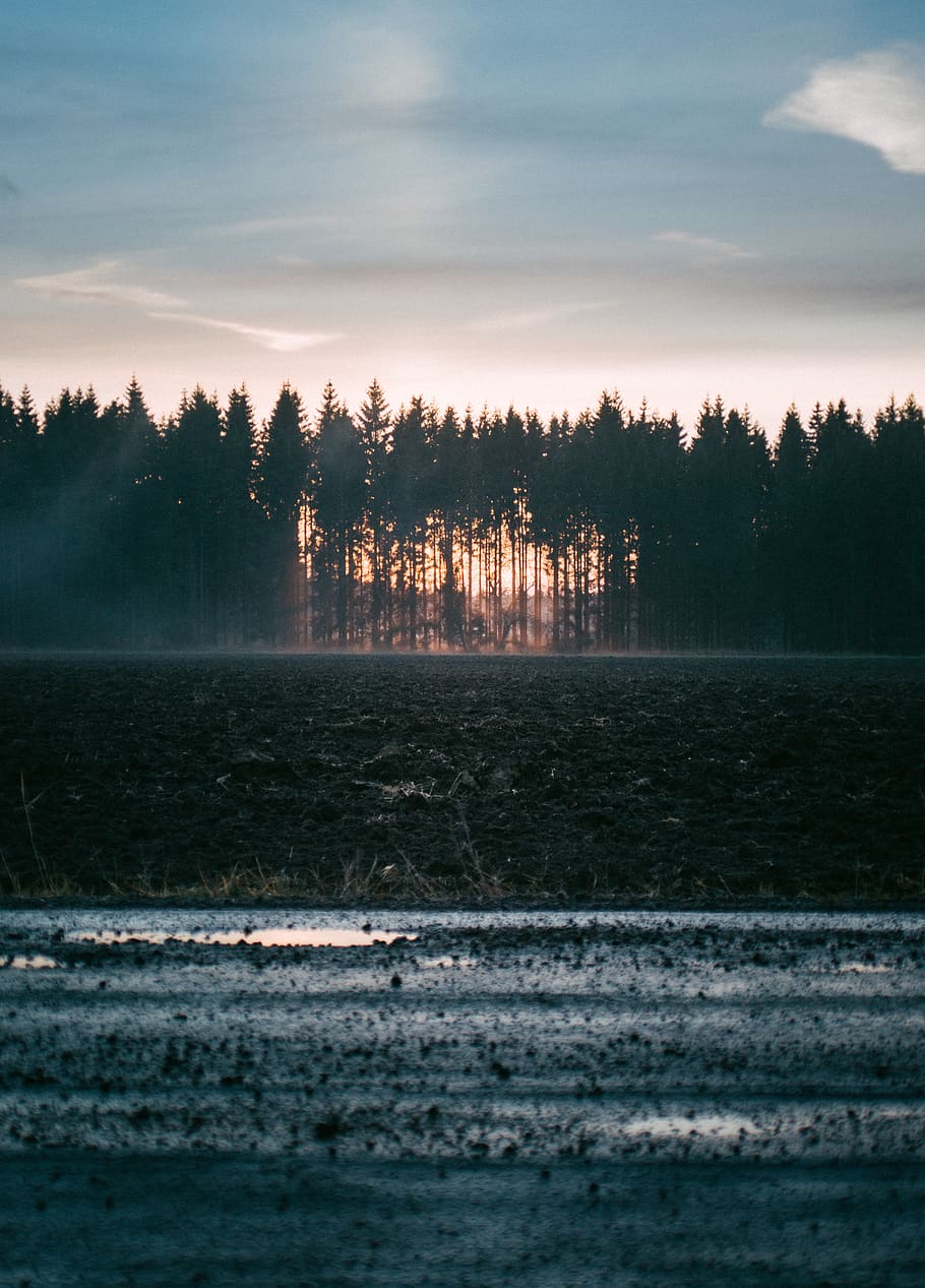 sweden, uppsala, tree, plant, sky, water, beauty in nature HD wallpaper