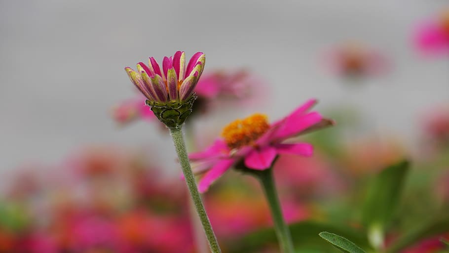 flowers, spring, spring flowers, nature, beautiful, korea, this type HD wallpaper