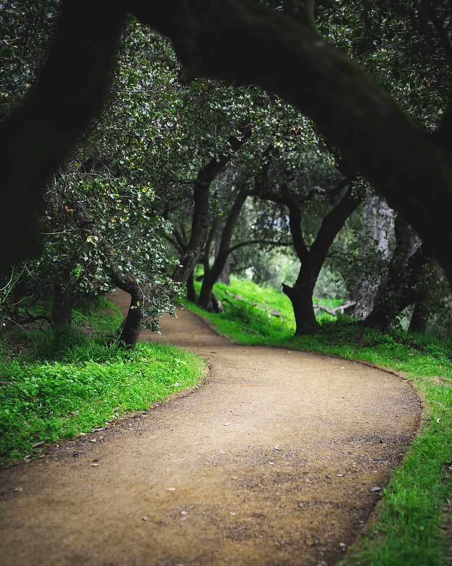 brown road between green trees, plant, tree trunk, san francisco HD wallpaper