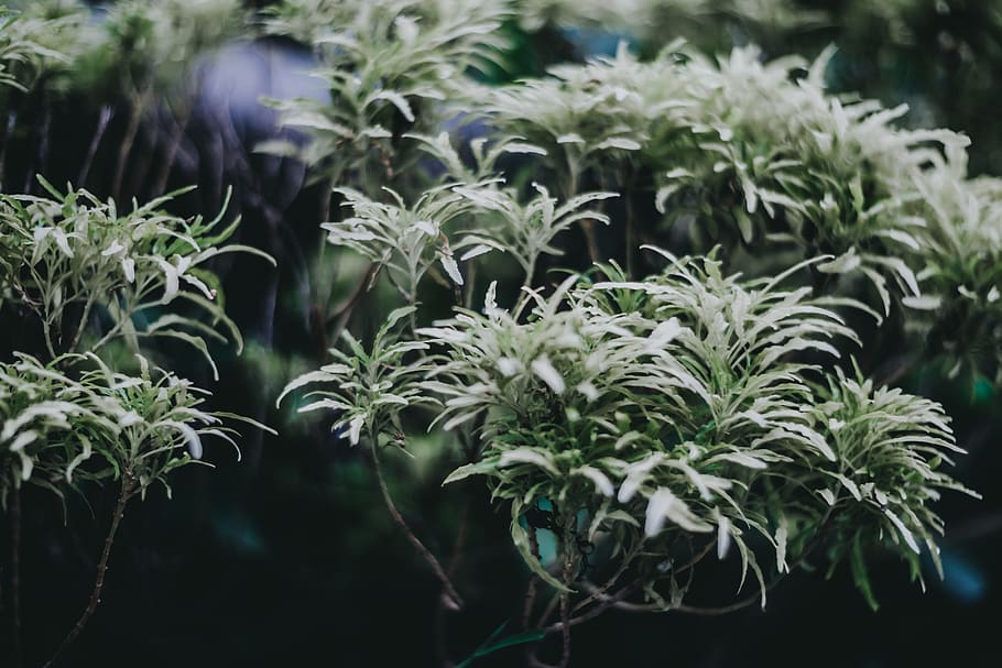 green-leafed plants, potted plant, jar, vase, pottery, planter HD wallpaper