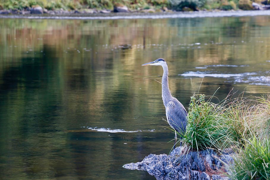 water fowl, gbh, great blue heron, river, bird, animals in the wild, HD wallpaper