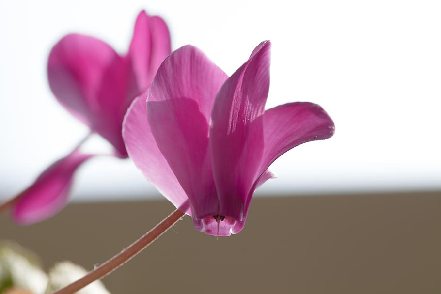blossom, bloom, macro, nature, close up, flower, plant, summer HD wallpaper