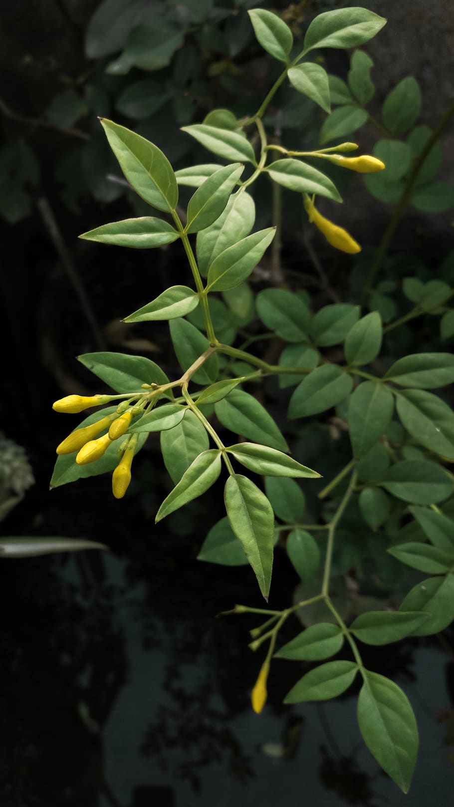 nepal, green color, plant part, leaf, growth, close-up, nature HD wallpaper