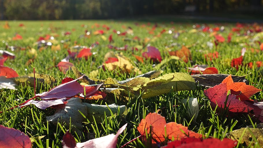 grass, leaves, fall, autumn, lawn, plant, growth, nature, flower HD wallpaper