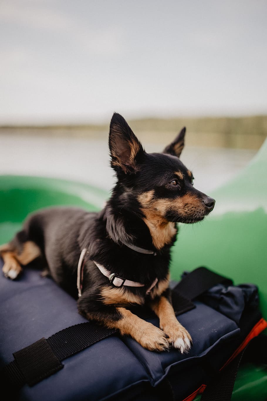 Happy dog in a kayak, pet, animal, puppy, domestic, pets, one animal