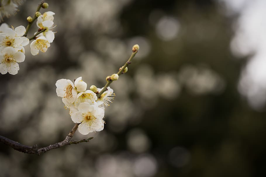 plum, flowers, spring, white, beautiful, flowering, nature HD wallpaper