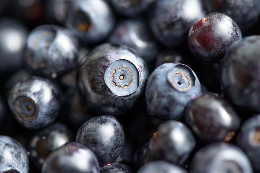 berries, forest, blueberry, ripe, small, sweet, wholesome, natural HD wallpaper