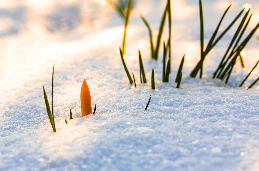 spring awakening, crocus, flower, snow, snow cover, snow break HD wallpaper