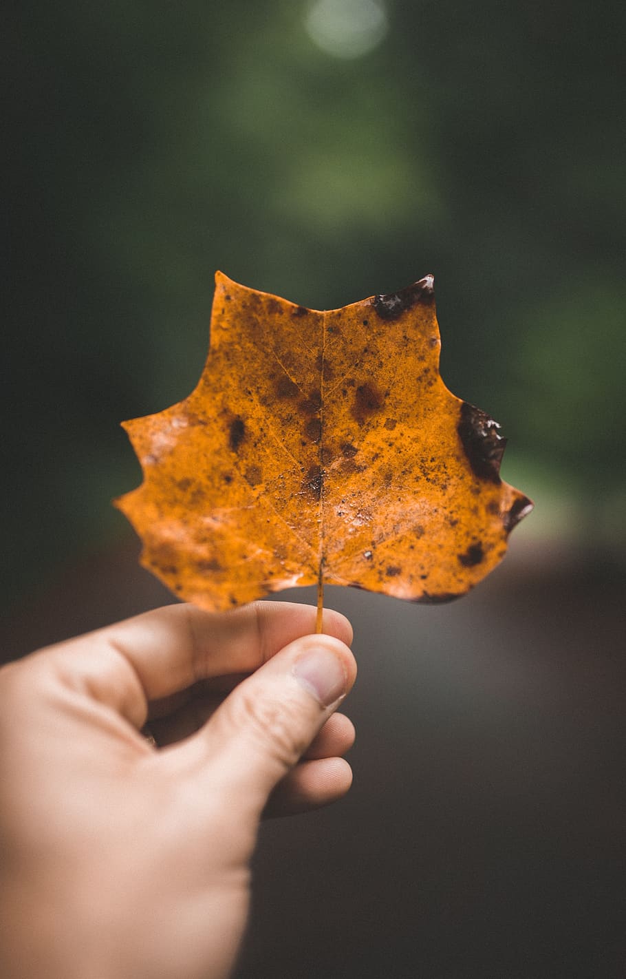 person holding maple leaf, human hand, human body part, one person HD wallpaper