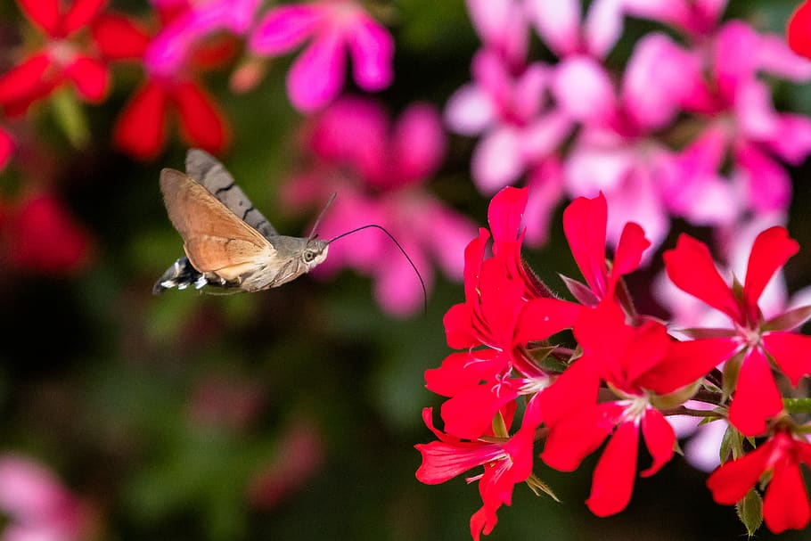 butterfly, hummingbird hawk moth, insect, summer, dove tail, HD wallpaper