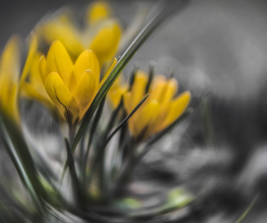 germany, berlin, flowers, yellow, spring, young, bright, light HD wallpaper
