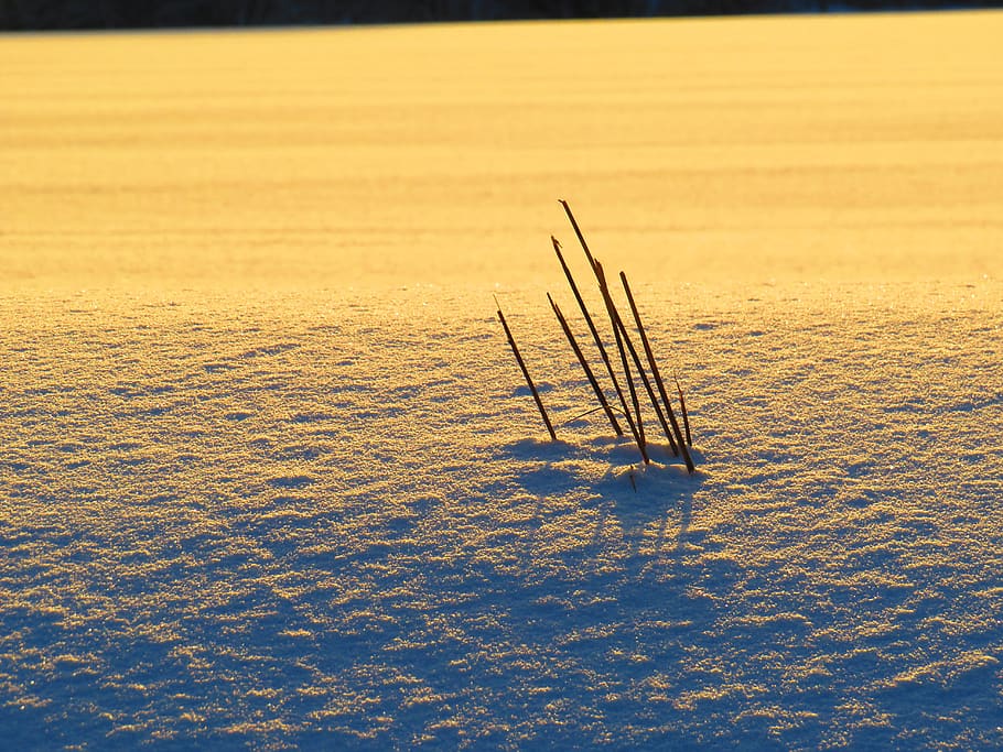 schnee, winter, kälte, abend, dämmerung, abenddämmerung HD wallpaper